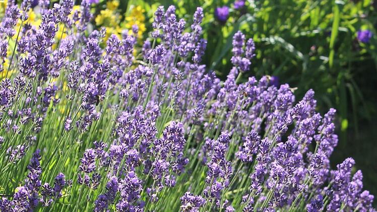 Nach dem Rückschnitt von verwelkten Blüten und Stielen kann der Lavendel noch ein zweites Mal blühen. Foto: Jupp Schröder