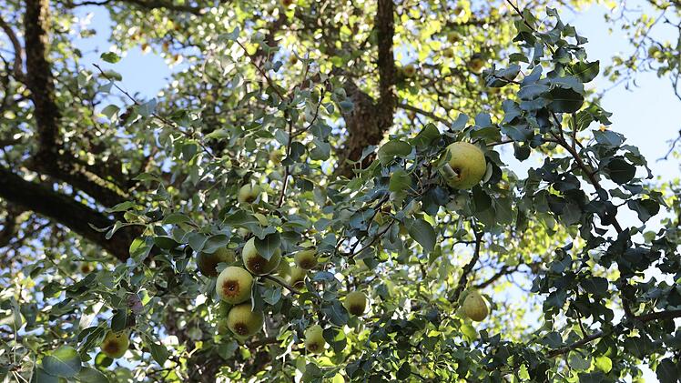 Die seltene Birne Foto: Barbara Herbst