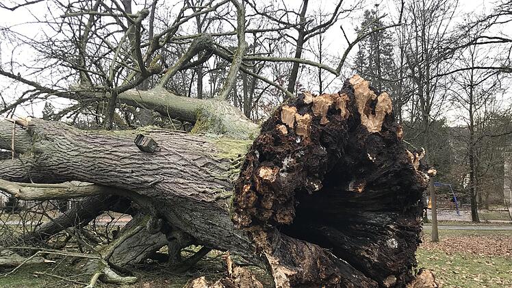 Die über 300 Jahre alte Linde im Coburger Hofgarten konnte dem Winddruck nicht mehr standhalten und kippte um. - Foto: Stadt Coburg