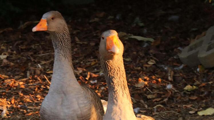 Die Gänse Ferdinand und Isabella haben bei der Familie Kiesel in Rannungen ein schönes Leben. Dreimal im Jahr sind sie die Stars beim Heimatspiel-Umzug in Münnerstadt. Foto: Dieter Britz