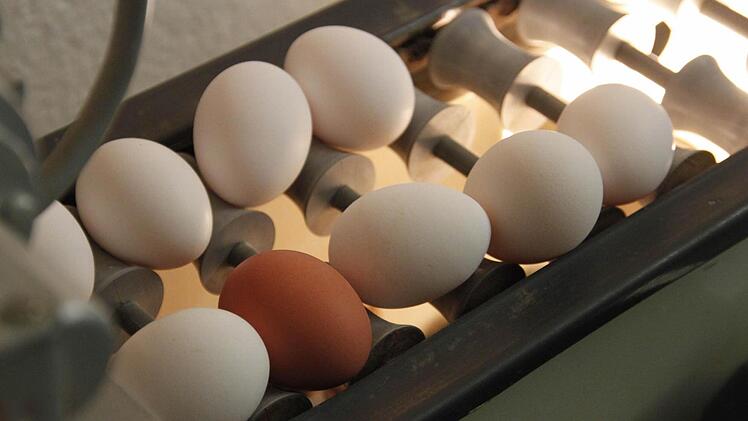 Weiße Eier sind an Ostern besonders beliebt, geschmacklich macht das aber keinen Unterschied.  Fotos: Sarah DannWeiße Eier sind an Ostern besonders beliebt, geschmacklich macht das aber keinen Unterschied.  Fotos: Sarah Dann