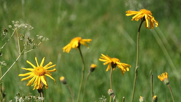 Auch  Arnika wächst bei Wildflecken. Foto: Ulrike Müller