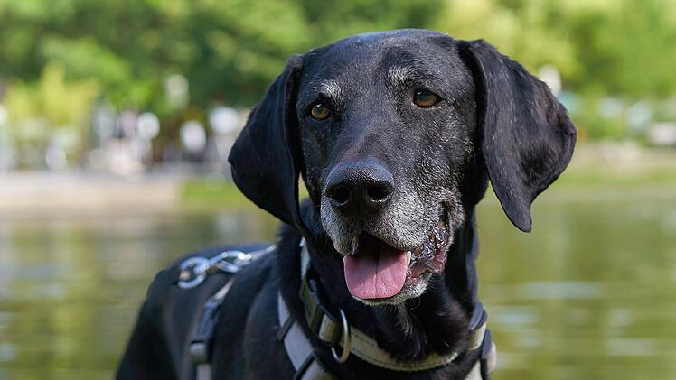 Tierhilfe Franken schildert "trauriges Schicksal": Hund Walter harrt tagelang neben totem Herrchen aus