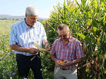 Hermann Greif (l.) und Werner Nützel inspizieren ein Maisfeld. Foto: Franz Galster