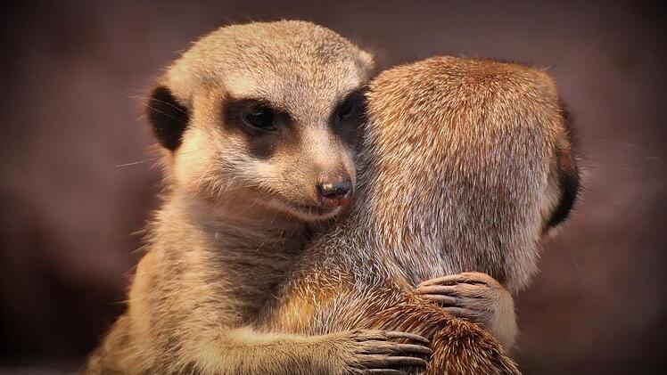 Eine fast menschliche Umarmung unter Erdmännchen.