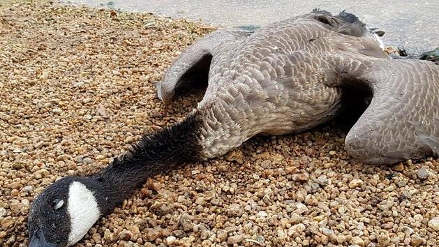 Die G&auml;nsejagd am W&ouml;hrder See in N&uuml;rnberg zieht weitere Kreise. Die Polizei ermittelt wegen mehrerer Anzeigen.  Foto: Tierheim N&uuml;rnberg
