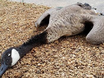 Die Gänsejagd am Wöhrder See in Nürnberg zieht weitere Kreise. Die Polizei ermittelt wegen mehrerer Anzeigen.  Foto: Tierheim Nürnberg