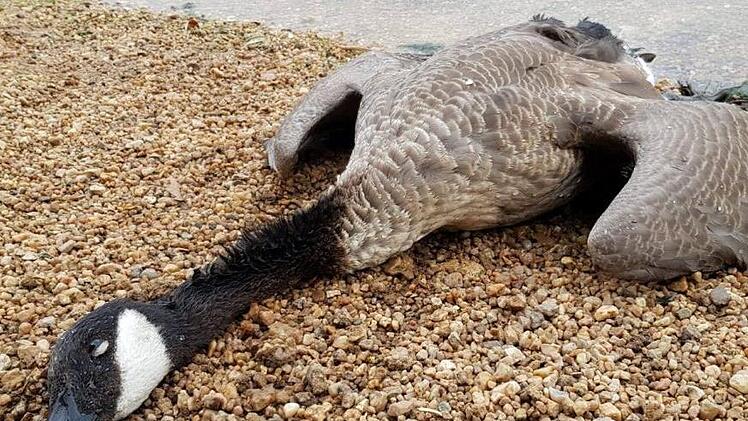 Die Gänsejagd am Wöhrder See in Nürnberg zieht weitere Kreise. Die Polizei ermittelt wegen mehrerer Anzeigen.  Foto: Tierheim Nürnberg