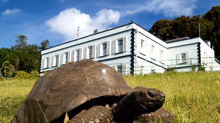 Riesenschildkr&ouml;te Jonathan