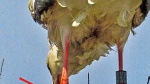 Hans Schönecker musste schon ganz genau hinschauen und den kleinen Storch in Kaltenbrunn mit einem Pfeil markieren. Hier ist er - der erste Nachwuchs der Saison 2014. Fotomontage: Hans Schönecker
