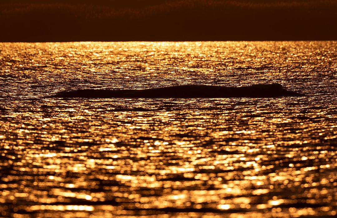 Weitere Entwicklung zum Buckelwal in der Ostsee