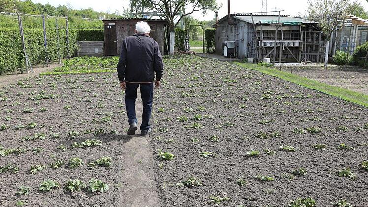 Peter Frank in seinem Revier. Die Kartoffeln sind noch klein und haben unter dem Frost gelitten. Foto: Barbara Herbst