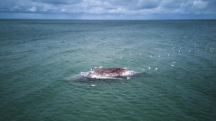 Toter Wal vor d&auml;nischer Insel Anholt entdeckt
