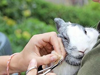 Auch Pediküre gehört zu den Aufgaben einer Tierärztin. Fotos: Heike Beudert