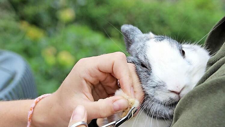 Auch Pediküre gehört zu den Aufgaben einer Tierärztin. Fotos: Heike Beudert