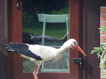 Ein Storch steht vor einer Terrassentür in Glambeck (Brandenburg) - es handelt sich nach Angaben von Ortsvorsteherin Peltzer-Blase um Problemstorch Ronny, der im vergangenen Jahr das Dorf mit Attacken auf Autodächer und Fensterscheiben tyrannisiert hatte.  Foto: Hilde Peltzer-Blase, dpa