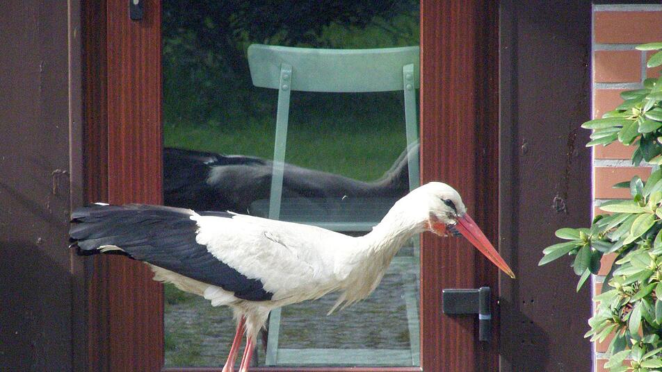 Ein Storch steht vor einer Terrassentür in Glambeck (Brandenburg) - es handelt sich nach Angaben von Ortsvorsteherin Peltzer-Blase um Problemstorch Ronny, der im vergangenen Jahr das Dorf mit Attacken auf Autodächer und Fensterscheiben tyrannisiert hatte.  Foto: Hilde Peltzer-Blase, dpa