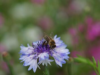 Eine Biene sammelt Nektar von einer Kornblume. Das Projekt "Grüngitter" will dafür sorgen, dass sich Insekten tummeln können. Foto: Archiv/Guzy