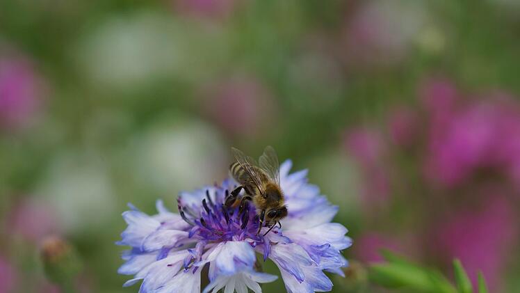 Eine Biene sammelt Nektar von einer Kornblume. Das Projekt "Grüngitter" will dafür sorgen, dass sich Insekten tummeln können. Foto: Archiv/Guzy