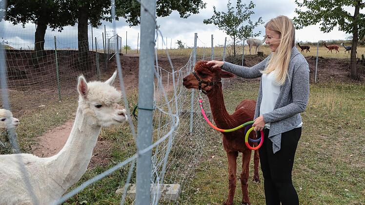 Besucher dürfen gerne an die Weide am Ortsausgang von Weisbrunn kommen, um die Alpakas zu begrüßen - füttern ist aber nicht erlaubt. Foto: Matthias Hoch