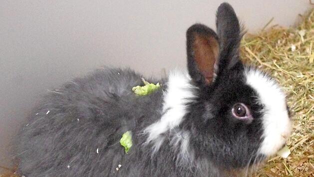 Zwergkaninchen Lord