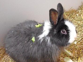 Zwergkaninchen Lord