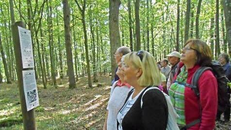 Entlang des gesamten Naturpfades stehen - wie hier am Gräberfeld im Pfarrwald - Informationstafeln, die Erläuterungen zu Geologie und Geschichte liefern. Foto: Katrin Geyer