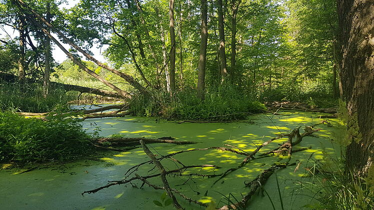 Landkreis Lichtenfels: "Welttag der Feuchtgebiete" 2023 - hier sind diese &Ouml;kosysteme zu finden