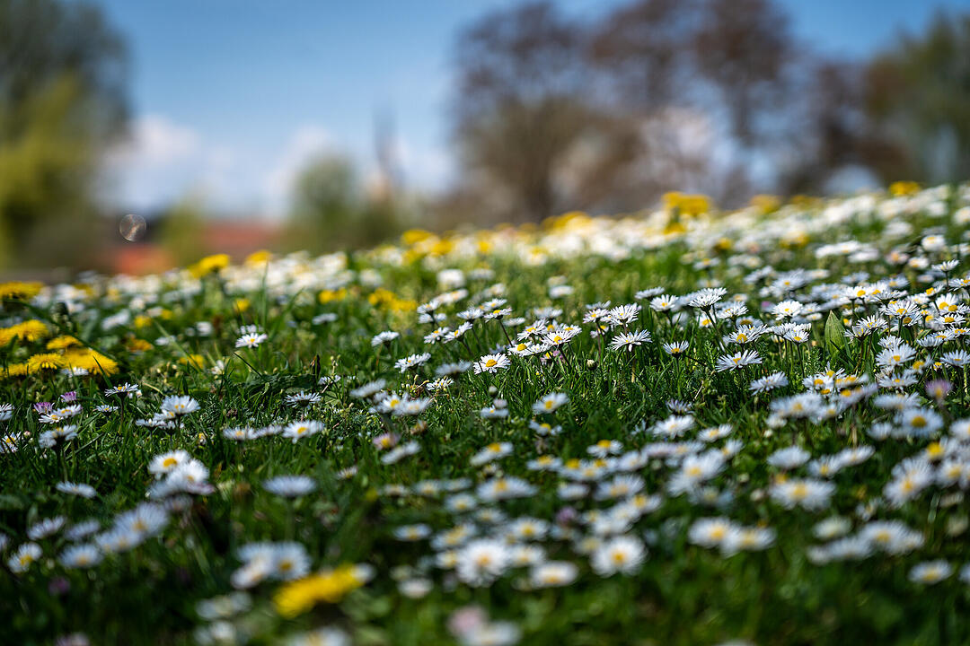 Wundersch&ouml;ne Naturfotos aus Bamberg.