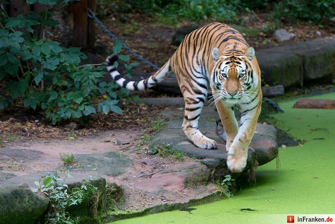 Tigergarten Nürnberg: Nachwuchs bei den Sibirischen Tigern