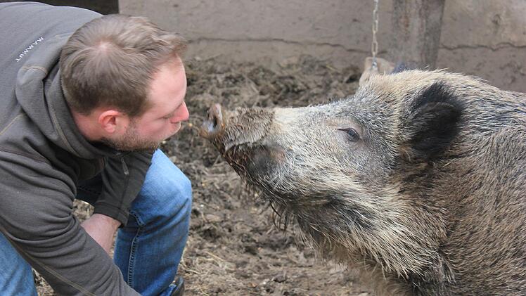Die innige Freundschaft von Tobias Wallrapp mit Wildschwein Odin gibt es jetzt als Kinderbuch. Foto: Diana Kraemer