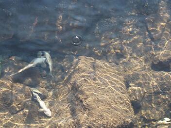 Am 21. August trieben rund 100 tote Fische in der Lauter in Bad Staffelstein. Foto: Matthias Einwag
