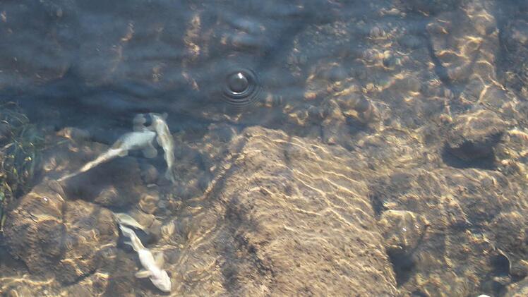 Am 21. August trieben rund 100 tote Fische in der Lauter in Bad Staffelstein. Foto: Matthias Einwag
