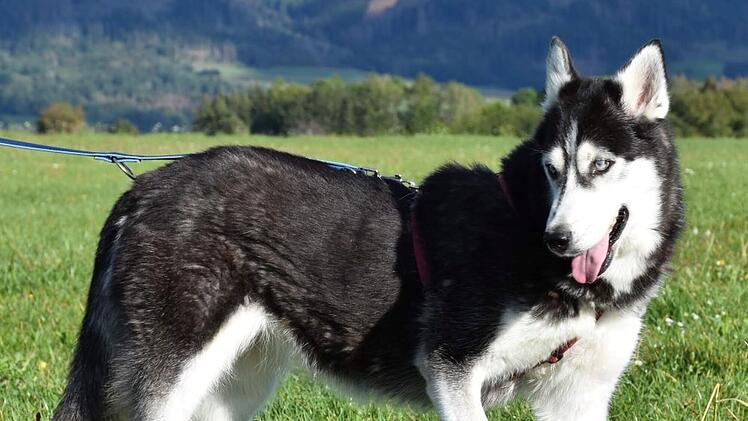 Tierheim Kronach: Trauer u "Pechvogel-Hund" Luna