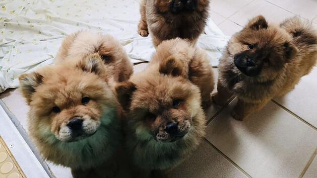 Tierheim Nürnberg: Nach illegalem Transport von 101 Welpen - so geht es ihnen heute