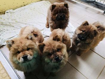 Tierheim N&uuml;rnberg: Nach illegalem Transport von 101 Welpen - so geht es ihnen heute