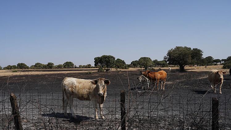 Waldbrände in Spanien