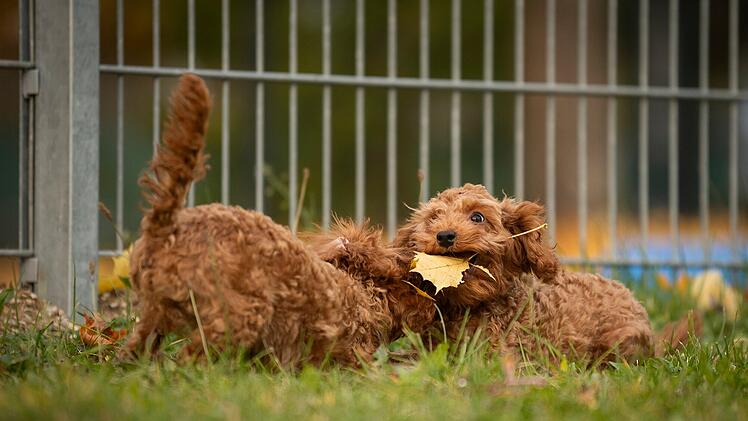 Tierheim Nürnberg mit Update zu Pudelwelpen - "endlich ist es so weit"
