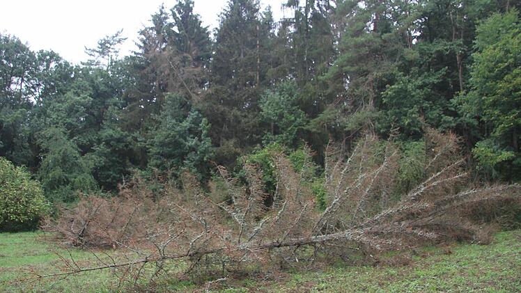 Bäume, die sich rot verfärben, sind vom Borkenkäfer befallen und müssen schnellstmöglichst aus dem Wald. Foto: Sonja Adam