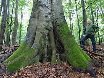 Eine von vielen Altbuchen im ehemaligen Schutzgebiet "Hoher Buchener Wald" bei Ebrach.