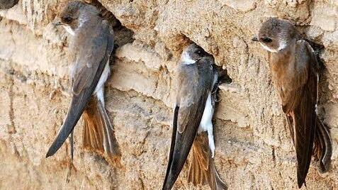 Uferschwalben vor ihren Bruthöhlen. Foto: Wikipedia/Dûrzan cîrano