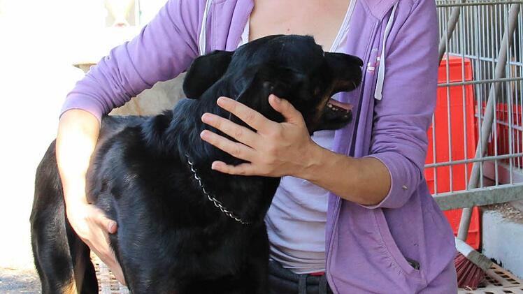 Mandy Hecht mit Marei, Lisas Halbschwester. Die Beaucerons sind eine französische Hütehunderasse. Foto: Simone Bastian