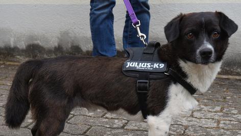 Anh&auml;nglicher Amos