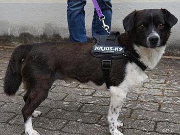 Anh&auml;nglicher Amos