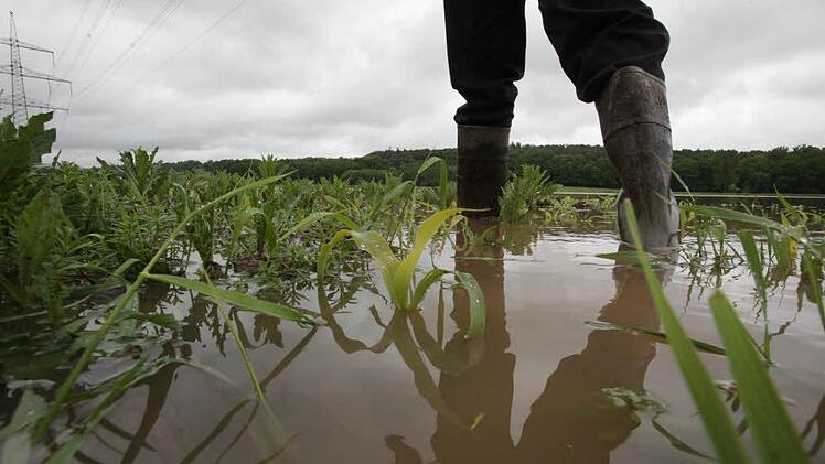 Land unter für Landwirte: Durch die Maisfelder im Pinzberger Tal kann man nur noch in Gummistiefeln waten.