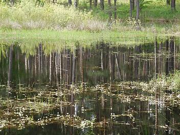 Wasserhahnenfuß Foto: Pauline Lindner