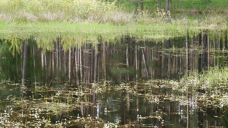 Wasserhahnenfuß Foto: Pauline Lindner