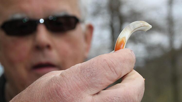 Biber-Zähne nutzen sich stark ab - deshalb wachsen sie ein Leben lang nach.