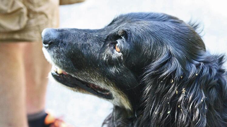 Stammgast bei den Brunnenfest-Wanderungen: Pauline
