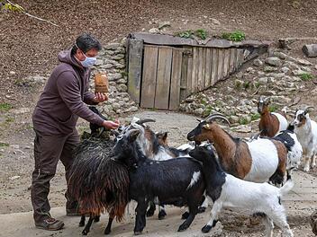 Wildparkleiter Dianiel Schäffer füttert die Ziegen. Ronald Rinklef